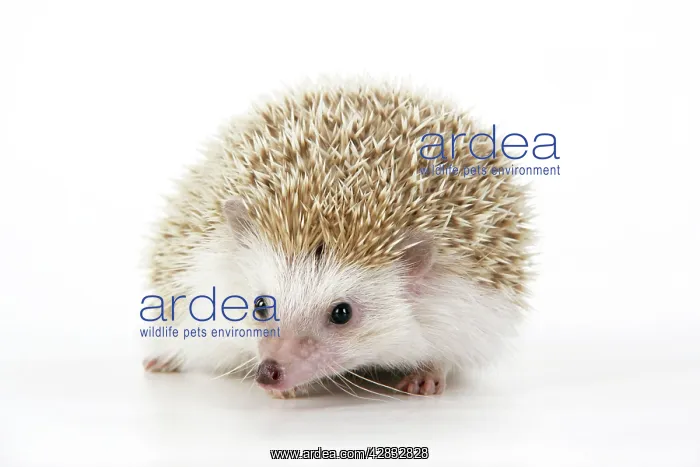  : Hedgehog - blonde