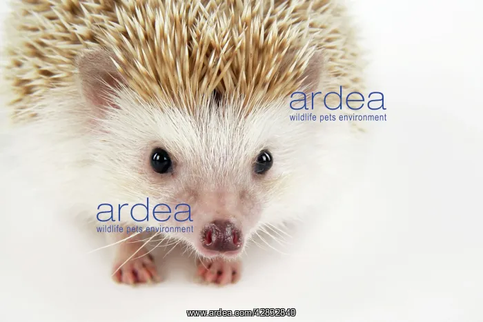 : Hedgehog - blonde : Hedgehog - blonde