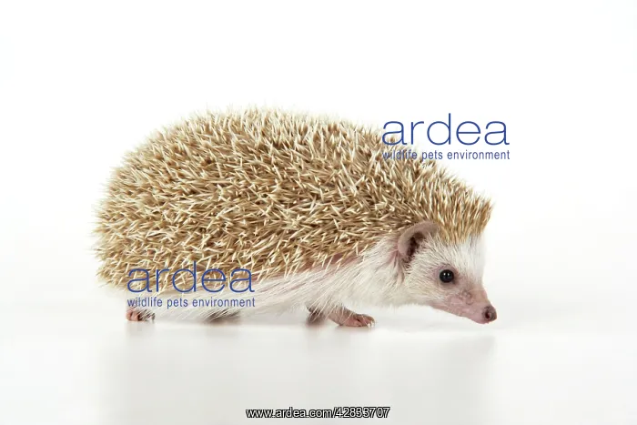 : Hedgehog - blonde : Hedgehog - blonde