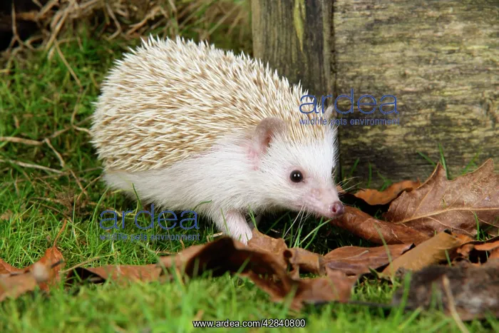 : Hedgehog - blonde : Hedgehog - blonde