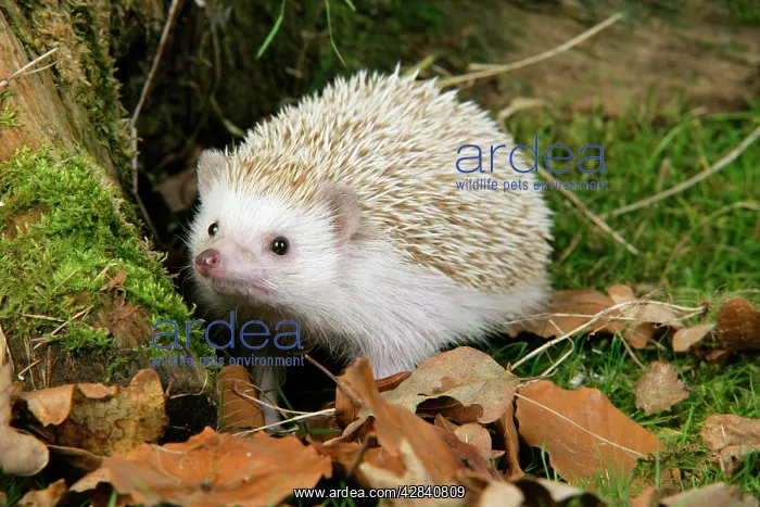 : Hedgehog - blonde : Hedgehog - blonde