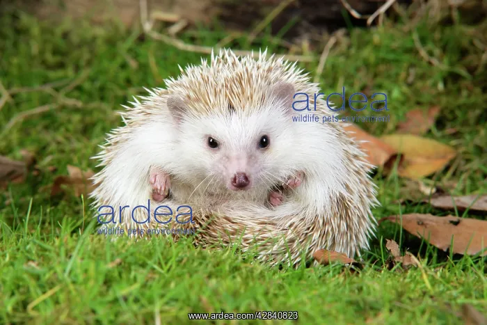 : Hedgehog - blonde : Hedgehog - blonde