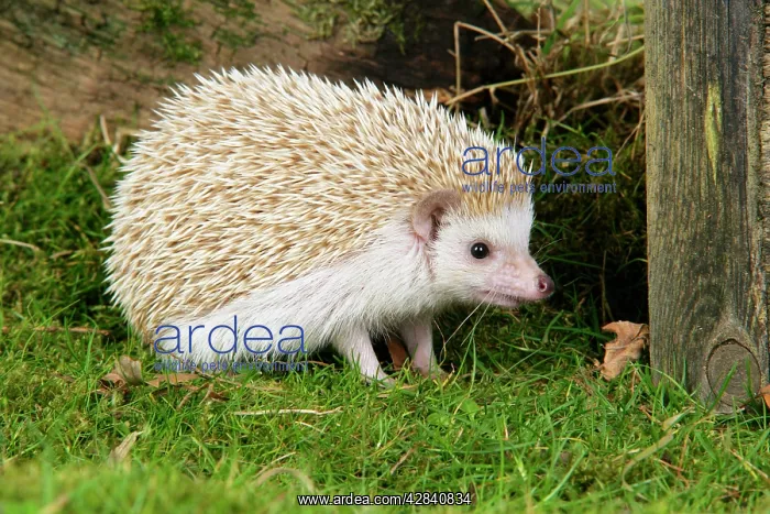 : Hedgehog - blonde : Hedgehog - blonde
