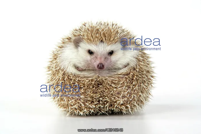: Hedgehog - blonde : Hedgehog - blonde