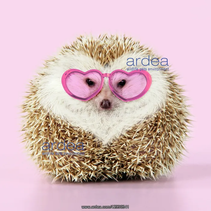 : Hedgehog blonde with heart-shaped pattern in fur : Hedgehog blonde with heart-shaped pattern in fur