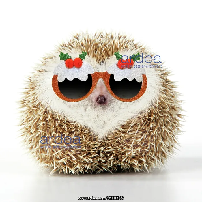 : Hedgehog blonde with heart-shaped pattern in fur : Hedgehog blonde with heart-shaped pattern in fur