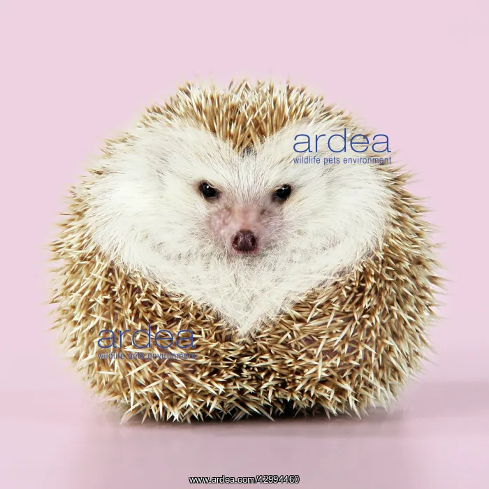  : Hedgehog blonde with heart-shaped pattern in fur