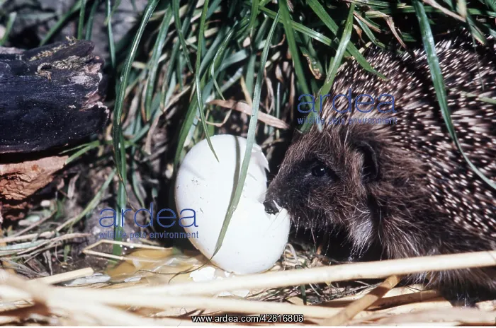 : HEDGEHOG - breaking open egg : HEDGEHOG - breaking open egg