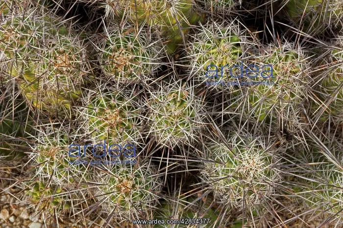 : Hedgehog Cactus : Hedgehog Cactus