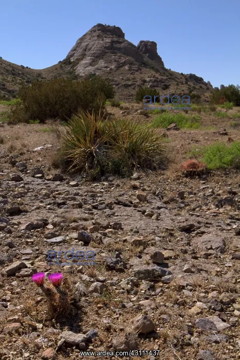 : Hedgehog Cactus : Hedgehog Cactus