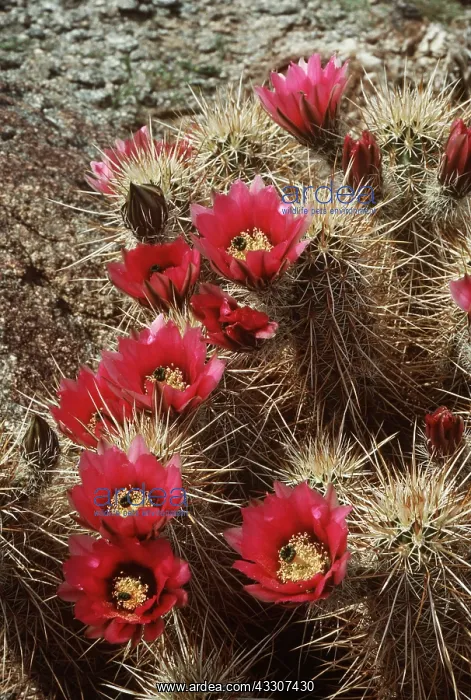 : HEDGEHOG CACTUS : HEDGEHOG CACTUS
