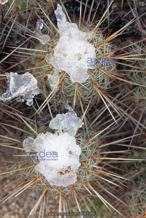 : Hedgehog Cactus with snow after desert snow storm : Hedgehog Cactus with snow after desert snow storm