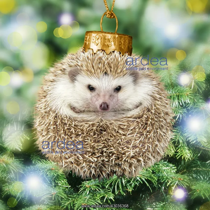 : Hedgehog Christmas bauble on Christmas tree : Hedgehog Christmas bauble on Christmas tree