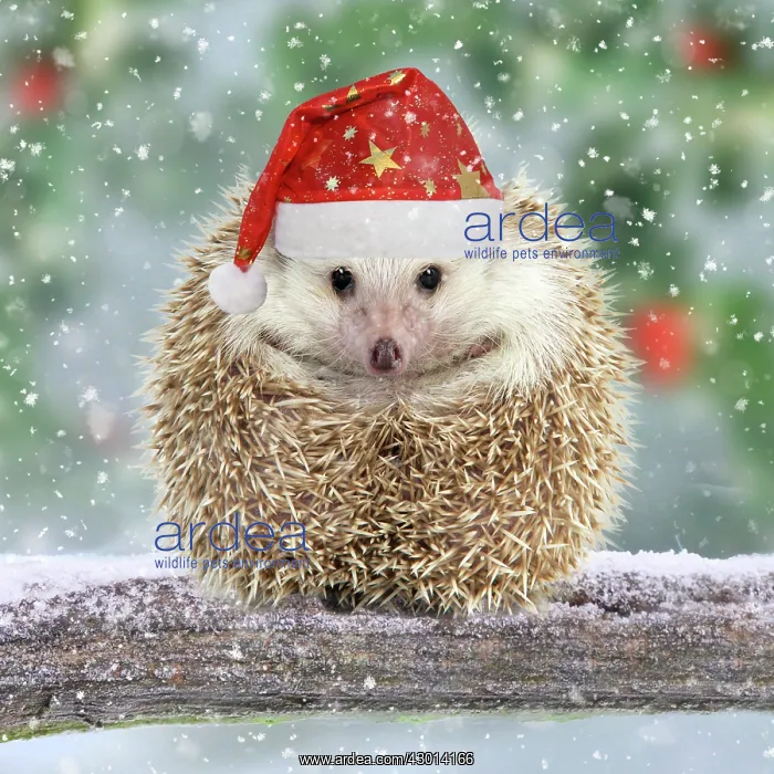  : Hedgehog with Christmas hat on branch in winter
