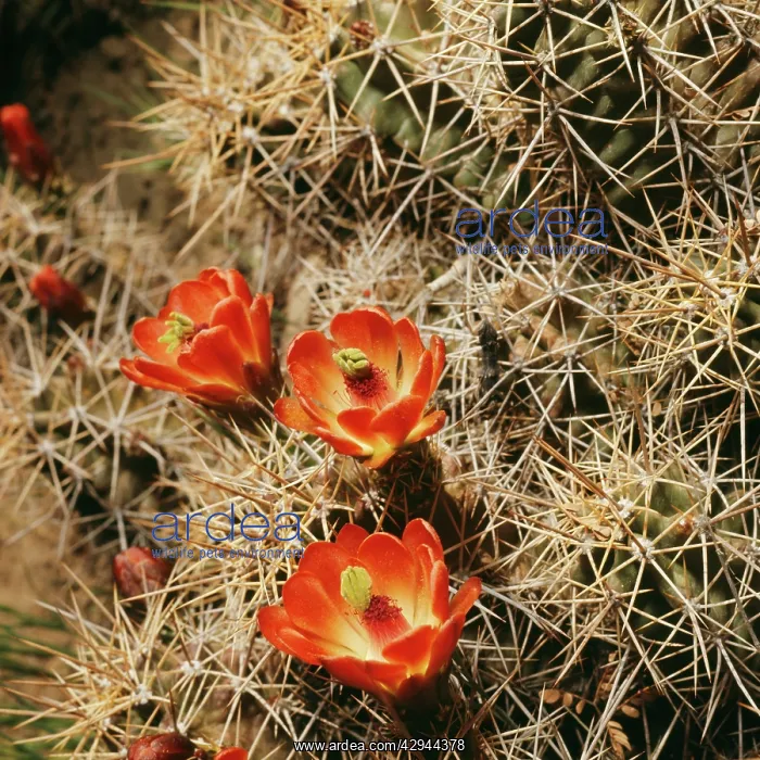 : Hedgehog / Claret Cup CACTUS - in flower : Hedgehog / Claret Cup CACTUS - in flower