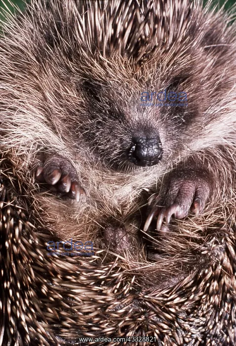 : HEDGEHOG - close-up : HEDGEHOG - close-up