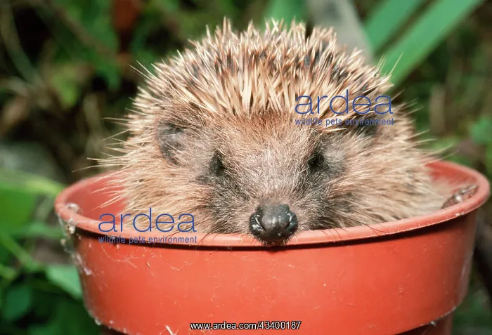 : HEDGEHOG - close-up in flower pot : HEDGEHOG - close-up in flower pot