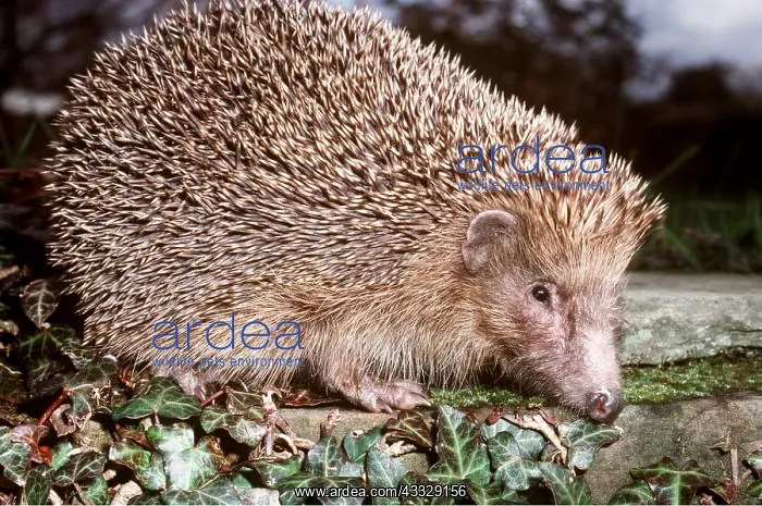 : HEDGEHOG - close-up, side view : HEDGEHOG - close-up, side view