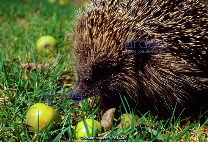  : Hedgehog - with crab apples