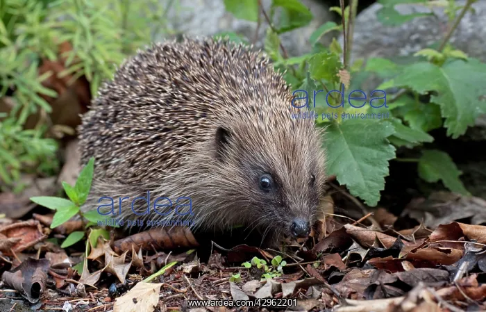 : Hedgehog - crawling through the undergrowth searching : Hedgehog - crawling through the undergrowth searching