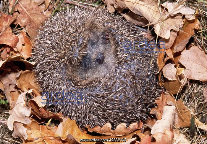 : HEDGEHOG - curled up in ball : HEDGEHOG - curled up in ball