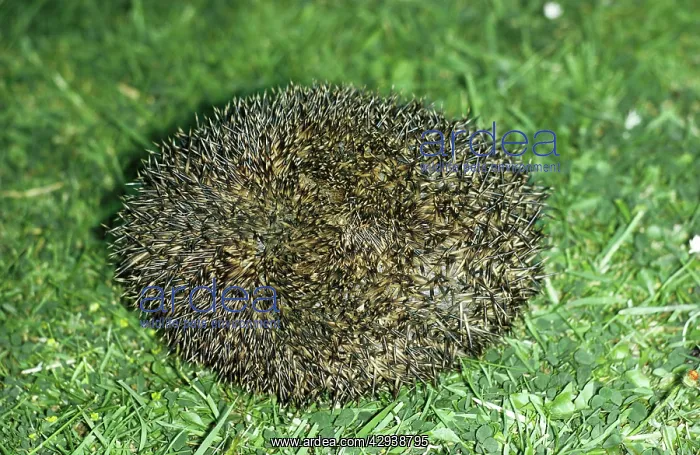 : HEDGEHOG CURLED IN BALL : HEDGEHOG CURLED IN BALL