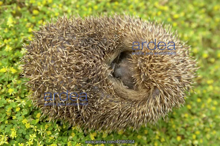 : Hedgehog - Curls up into a ball : Hedgehog - Curls up into a ball