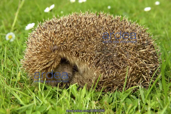 : Hedgehog - Curls up into a ball : Hedgehog - Curls up into a ball