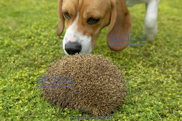 : Hedgehog - Curls up into a ball with a dog smelling it : Hedgehog - Curls up into a ball with a dog smelling it