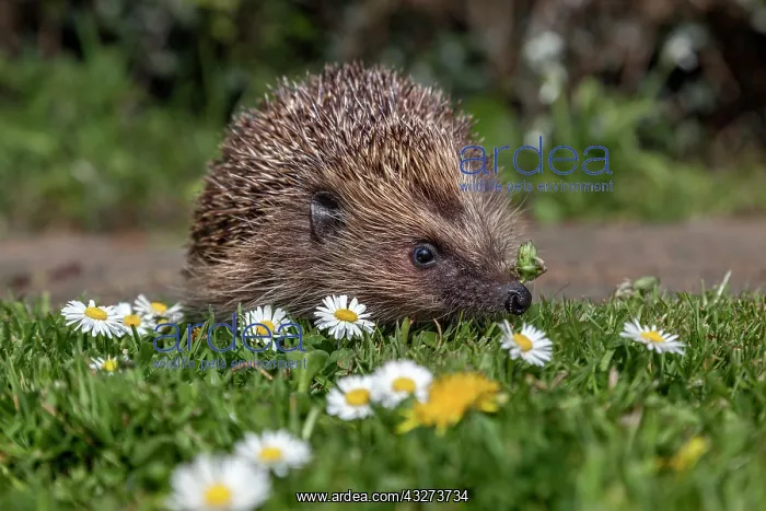 : Hedgehog - With Daisies - UK : Hedgehog - With Daisies - UK