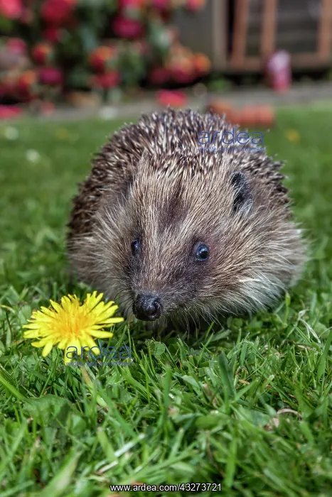 : Hedgehog - with Dandelion - UK : Hedgehog - with Dandelion - UK