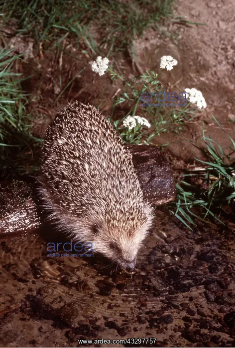 : HEDGEHOG - drinking from riverbank : HEDGEHOG - drinking from riverbank