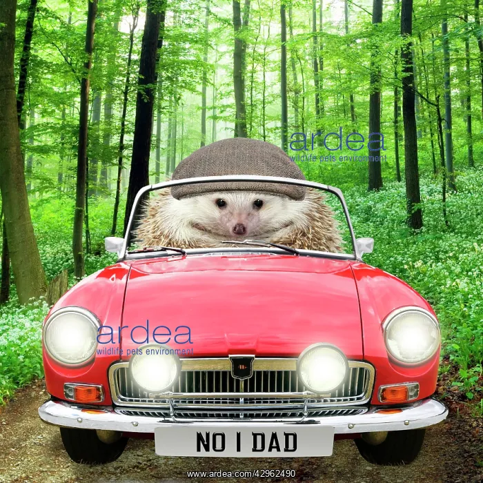 : Hedgehog driving car through a forest wearing a cap with num : Hedgehog driving car through a forest wearing a cap with num