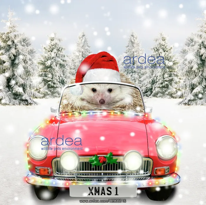 : Hedgehog driving a sports car through Christmas winter scene : Hedgehog driving a sports car through Christmas winter scene