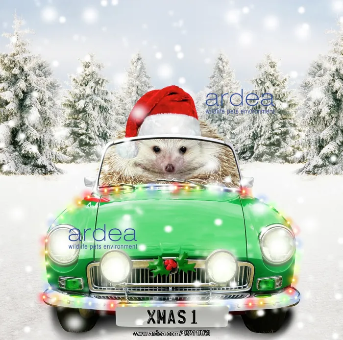 : Hedgehog driving a sports car through Christmas winter scene : Hedgehog driving a sports car through Christmas winter scene