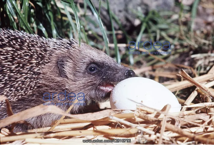 : HEDGEHOG - eating hen's egg : HEDGEHOG - eating hen's egg