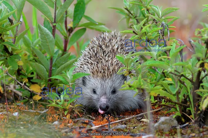 : Hedgehog (Erinaceidae) drinks, Upper Austria, Austria : Hedgehog (Erinaceidae) drinks, Upper Austria, Austria