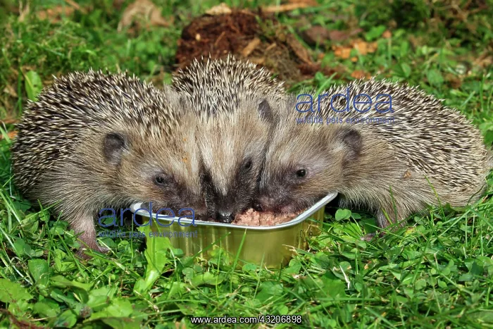 : Hedgehog (Erinaceus europaeus), young animals feeding : Hedgehog (Erinaceus europaeus), young animals feeding