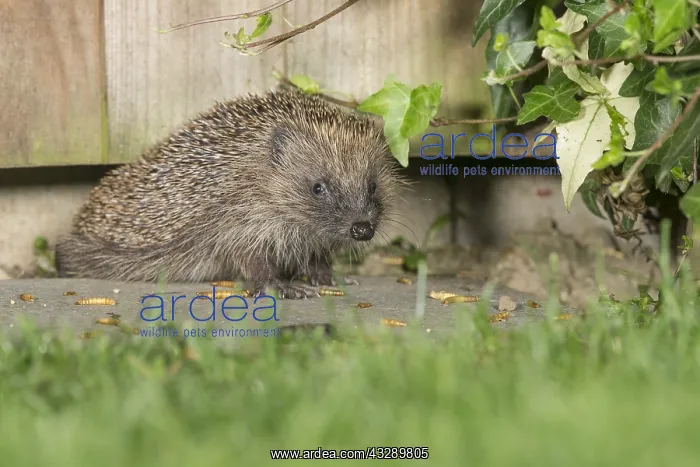 : Hedgehog (Erinaceus europaeus) crawling under a : Hedgehog (Erinaceus europaeus) crawling under a