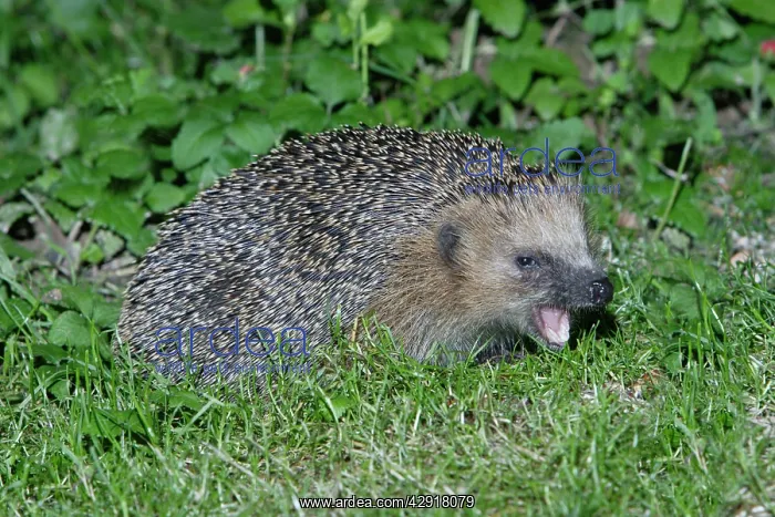 : Hedgehog - feeding in garden at night : Hedgehog - feeding in garden at night