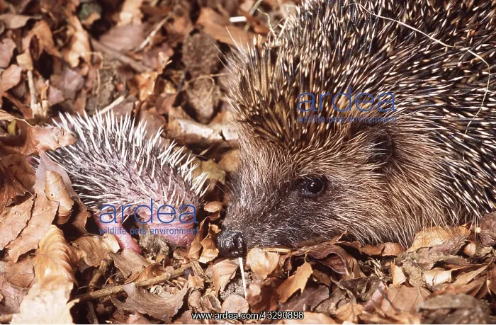 : Hedgehog - Female & young in Autumn leaves : Hedgehog - Female & young in Autumn leaves