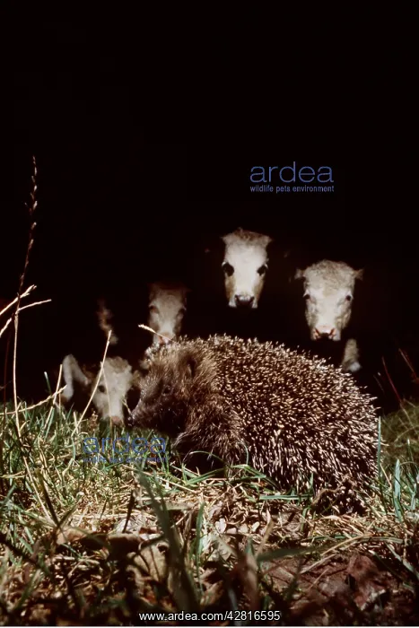 : HEDGEHOG - in field with cows : HEDGEHOG - in field with cows