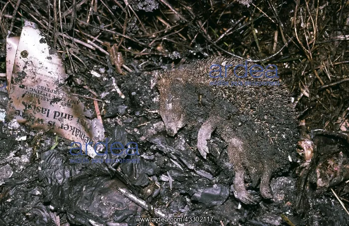 : HEDGEHOG FIRE VICTIM - casualty of Bonfire : HEDGEHOG FIRE VICTIM - casualty of Bonfire