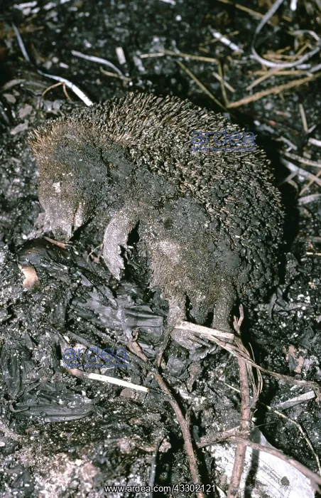 : HEDGEHOG FIRE VICTIM - Casualty of Bonfire : HEDGEHOG FIRE VICTIM - Casualty of Bonfire