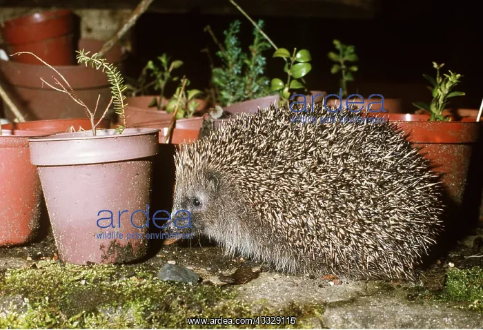 : Hedgehog - amongst flower pots : Hedgehog - amongst flower pots