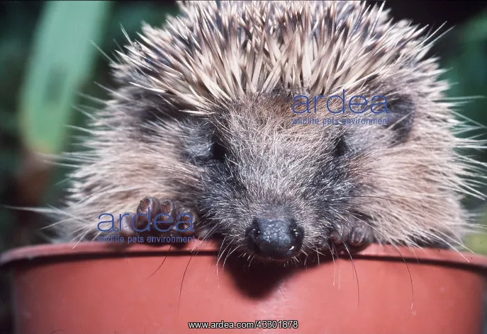 : HEDGEHOG - in flowerpot close-up : HEDGEHOG - in flowerpot close-up
