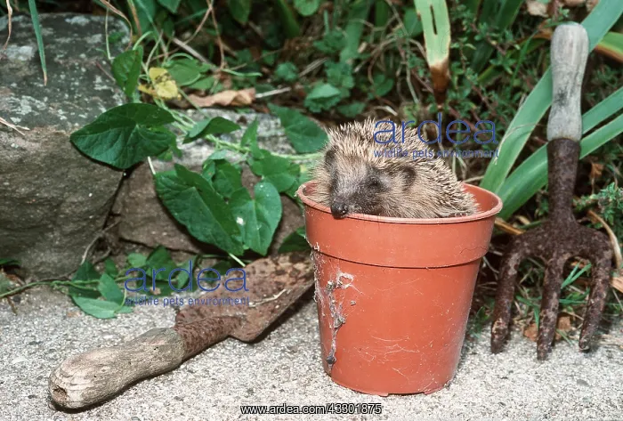 : HEDGEHOG - in flowerpot, with garden tools : HEDGEHOG - in flowerpot, with garden tools