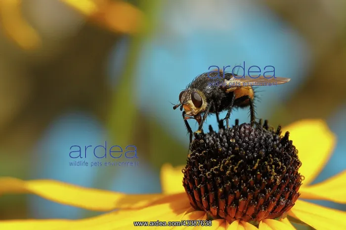: Hedgehog fly (Tachina fera), collecting nectar from : Hedgehog fly (Tachina fera), collecting nectar from