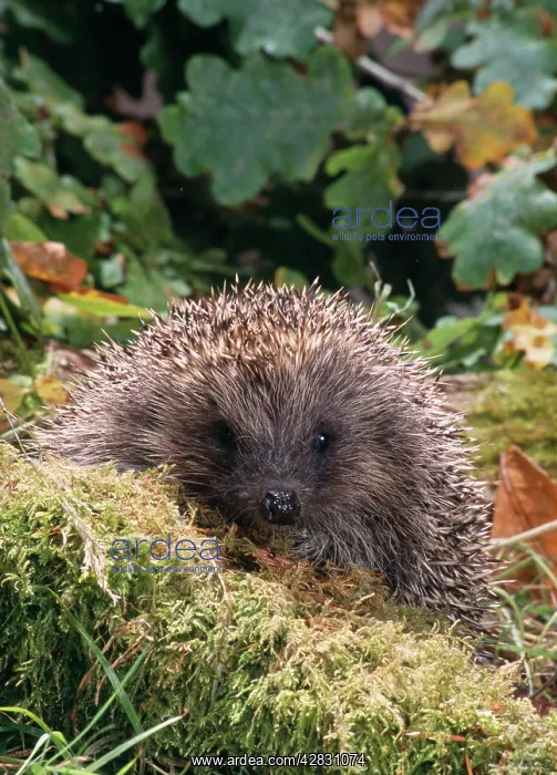 : Hedgehog - foraging outside : Hedgehog - foraging outside