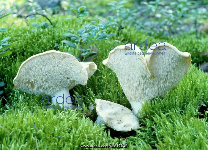 : Hedgehog Fungi - edible : Hedgehog Fungi - edible